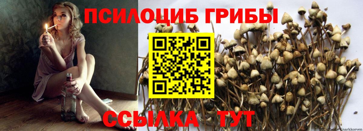 Псилоцибиновые грибы GOLDEN TEACHER Кропоткин